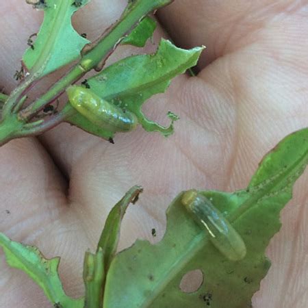 Organic Control of the Lilly Pilly Beetle